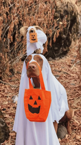 Ghost Dog Halloween GIF