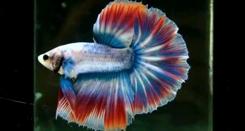 Fish GIF - Find & Share on GIPHY