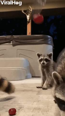 Friendly Raccoon Family Chomps On Grapes GIF by ViralHog