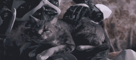 Cat GIF