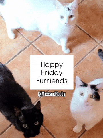 Friends Cats GIF