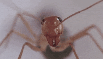 phase iv ants GIF