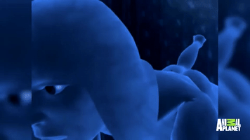 BuddyHeretic #anglerfish anglerfish GIF