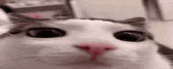 Cat Plink GIF