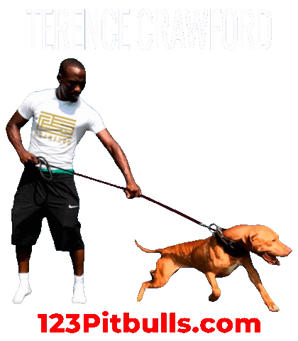Terence Crawford Pitbull Sticker by Chico Lopez