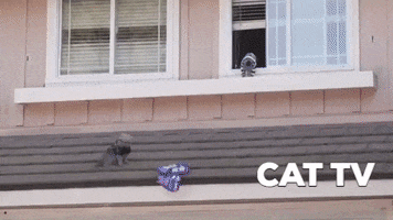Cat GIF