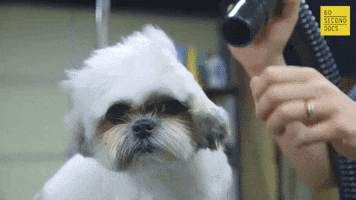Grooming Blow Dry GIF by 60 Second Docs