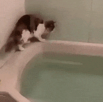 Cat Wow GIF by JustViral.Net