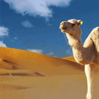 Desert Camel GIF by ClvrCml