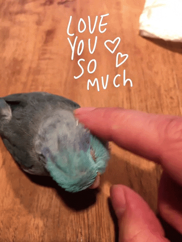 Loveyou GIF