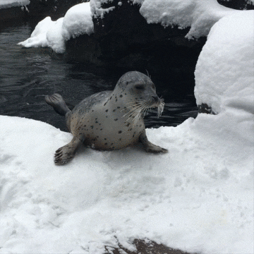 You Can Do It Love GIF by Oregon Zoo