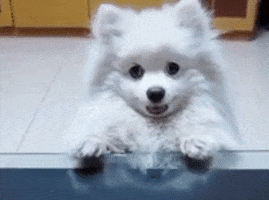 Puppy GIF