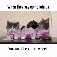 Third Wheel Meme GIF by JustViral.Net