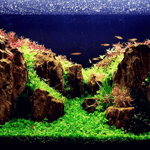 Invasive Species Fish GIF by AquariumMe