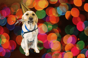 New Year Party GIF by Canine Companions