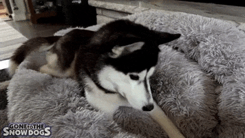 Siberian Husky Dog GIF by Gone to the Snow Dogs