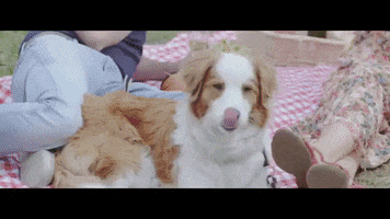 Dog Cheers GIF by Stad Genk