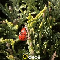 Spring Fever Ladybug GIF by Bremen Vier