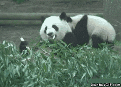 giphy.gif?cid=8fc3c8975ce57f53336a62786bb631f0&rid=giphy.gif