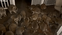 Horde of Raccoons Swarms Porch