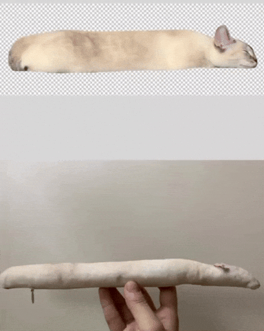 Cat Pov GIF