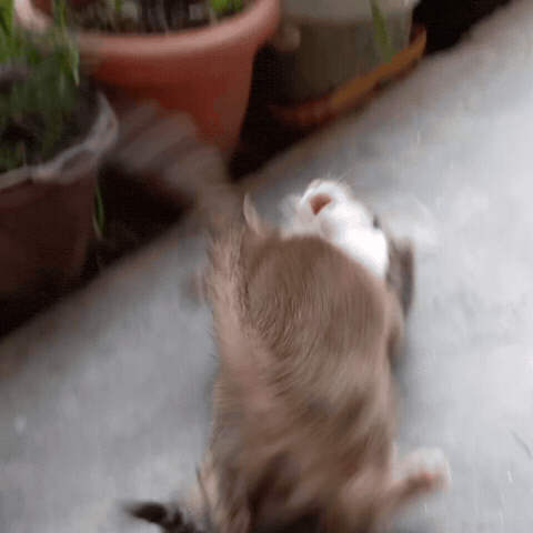 Nepalicats Kitten Cat Wrestling GIF
