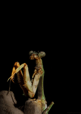 insect mantis GIF by Head Like an Orange