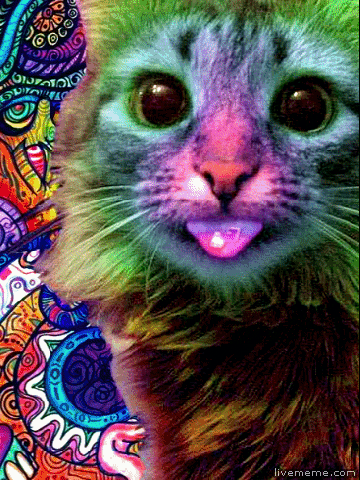 Cat Colors GIF - Find & Share on GIPHY