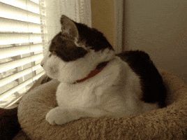 Snoopy Cat GIFs - Find & Share on GIPHY