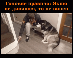 Dog GIF