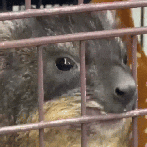 Rock Hyrax Tongue GIF