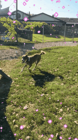 Dog GIF by Kentucky Humane Society