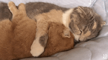 Video gif. Two cats snuggle with their arms around each other as one licks the other's head. We cut to multiple views of the cats embracing as they sleep.