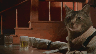 Cat Drinking GIF - Find & Share on GIPHY