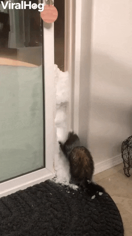 Ferret Finds Fun In Frozen Fluff GIF by ViralHog