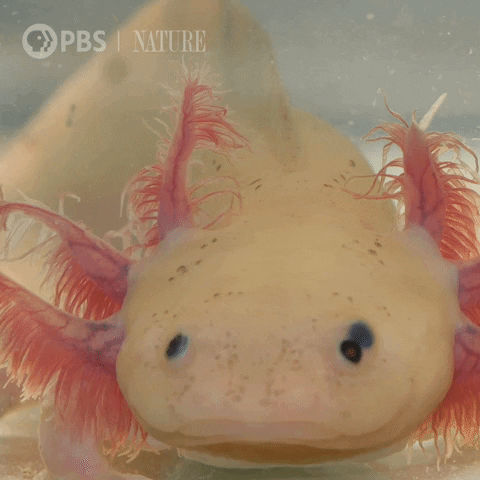 Axolotl Salamander GIF by Nature on PBS