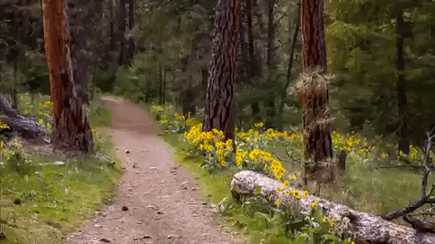 BM