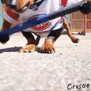 american-kennel-club  GIF