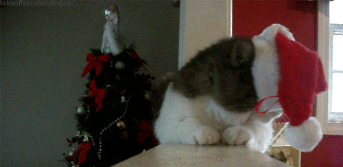 Feliz Navidad Cat GIF - Find & Share on GIPHY