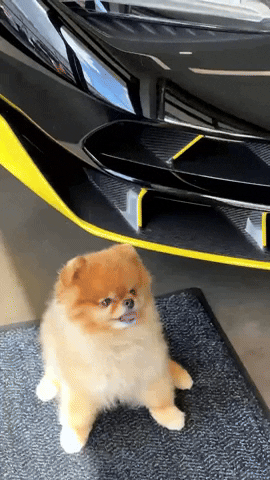 Super Car Cute Dog GIF