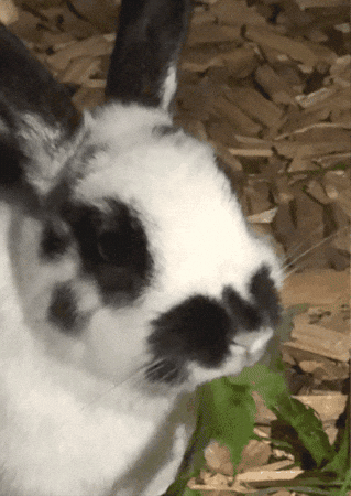 Bunny GIF