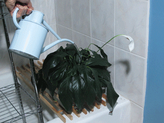 water wilt GIF