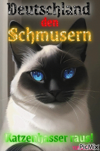 Cat GIF