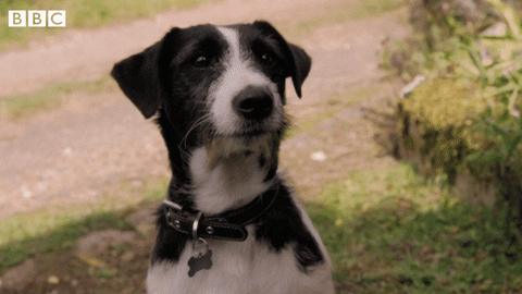 Hell Hound Gifs Get The Best Gif On Giphy