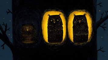 Owls GIF