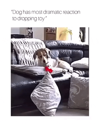Most dramatic dog ever