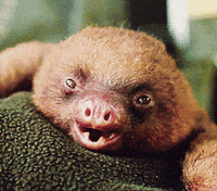sloth funny gif