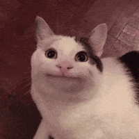 Funny Cat Meme GIFs