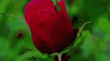 rose blooming time lapse GIF