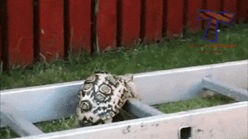 obstacle persevere GIF